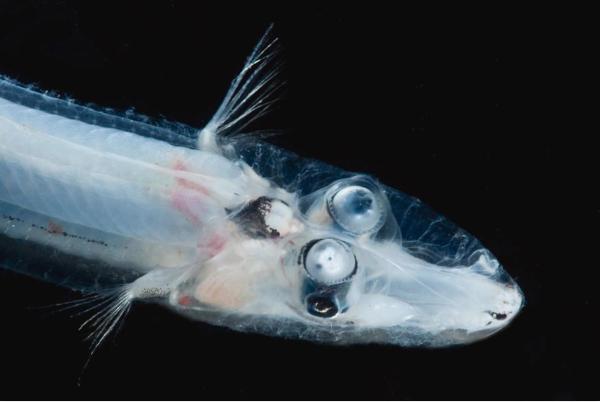 Poissons transparents - Dolichopteryx longipes