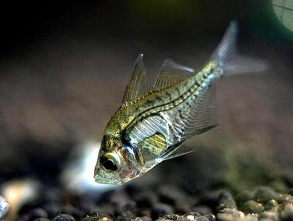 Poissons transparents - Perche de verre (Parambassis ranga)