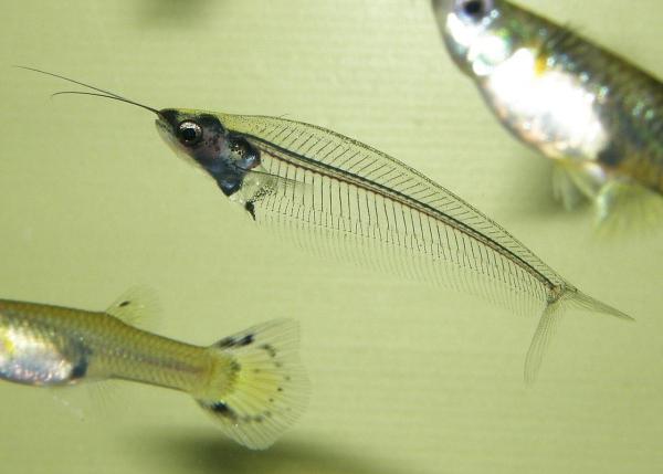 Poissons transparents - Poisson-chat en verre ou poisson-chat fantôme (Kryptopterus vitreolus)