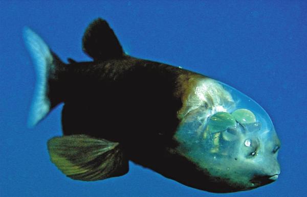 Poissons transparents - Poisson revenant (Macropinna microstoma)
