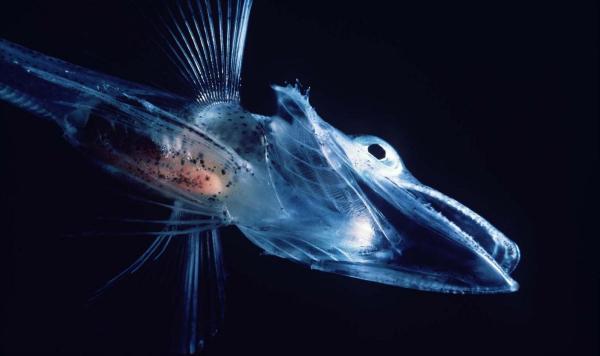 Poissons transparents - Poissons de glace (famille des Channichthyidae)