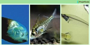 Poissons transparents