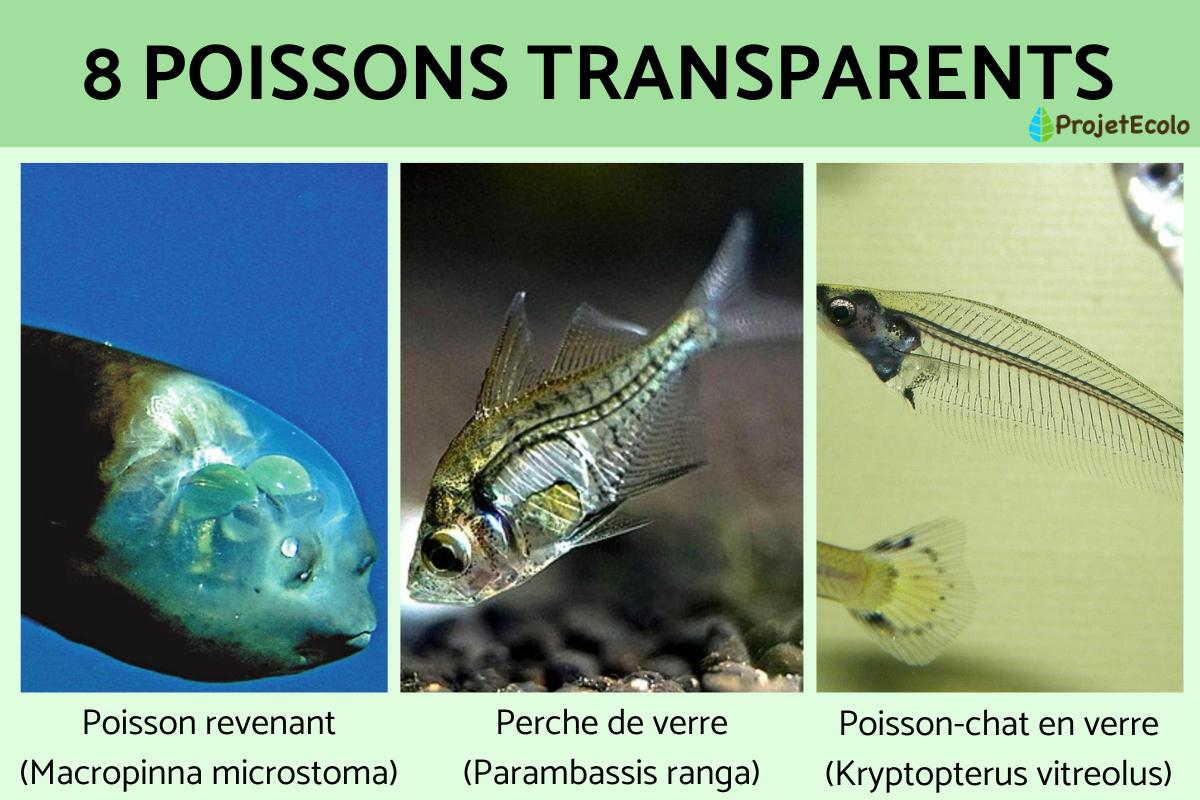 Poissons transparents - NOMS et PHOTOS