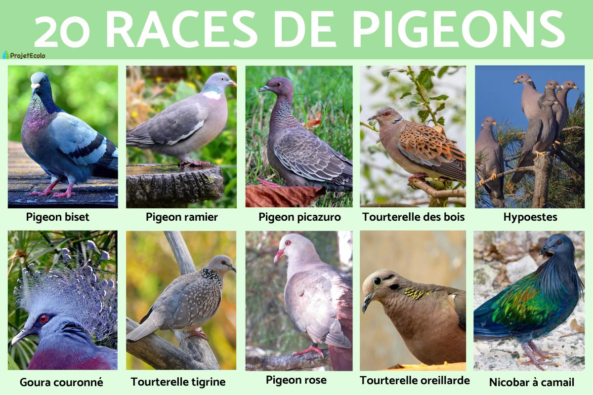 Races de pigeons