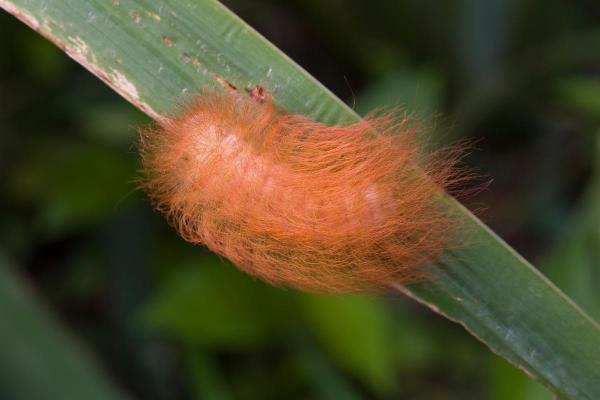 Espèces de chenilles - Chenille-chat (Megalopyge opercularis)