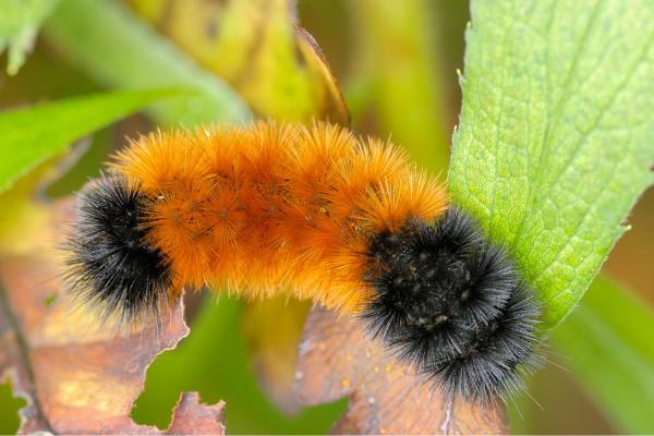 Espèces de chenilles - Chenille Isie isabelle (Pyrrharctia isabella)