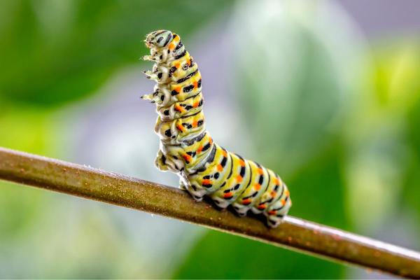 Espèces de chenilles - Chenille Machaon (Papilio machaon)