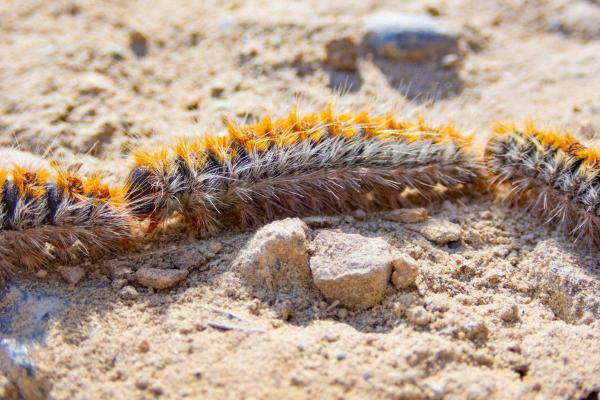 Espèces de chenilles - Chenille processionnaire (Thaumetopoea pityocampa)