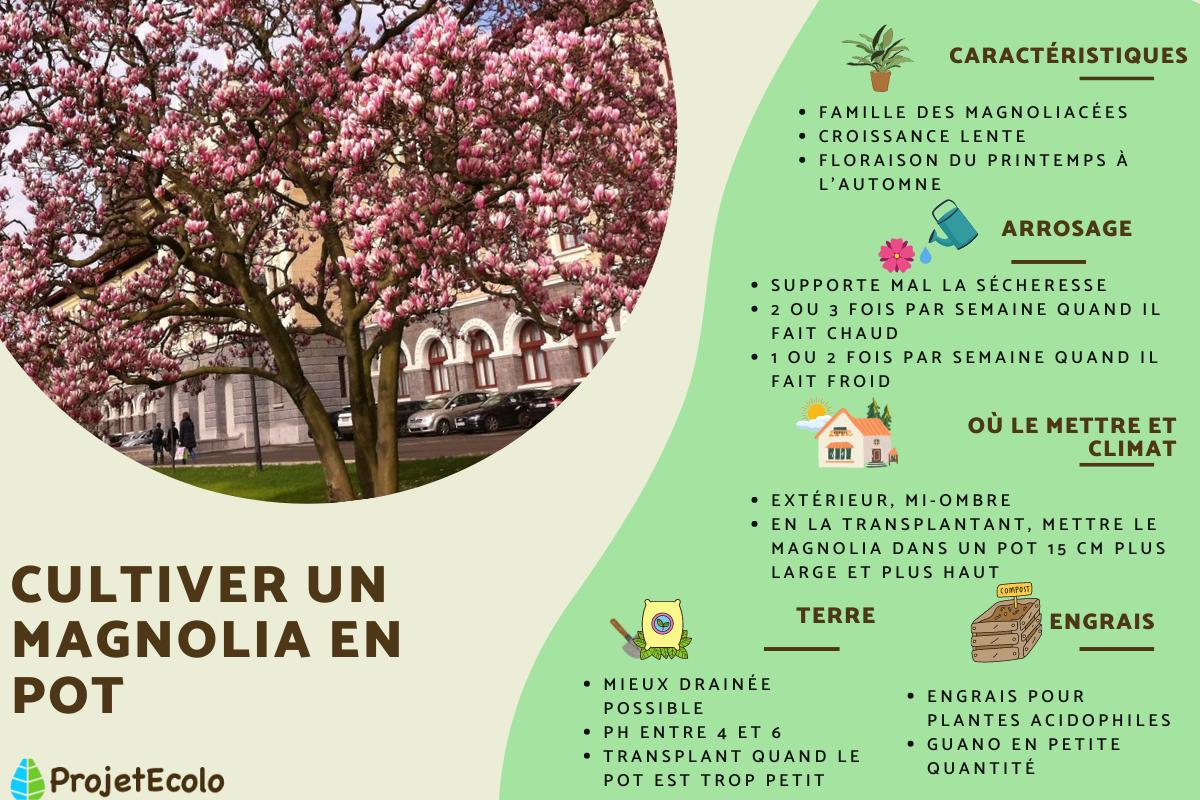 Magnolia en pot : entretien, engrais et transplantation