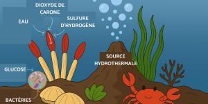 Chimiosynthèse : définition, phases et différence avec photosynthèse