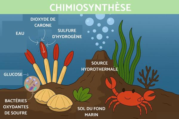 Chimiosynthèse : définition, phases et différence avec photosynthèse