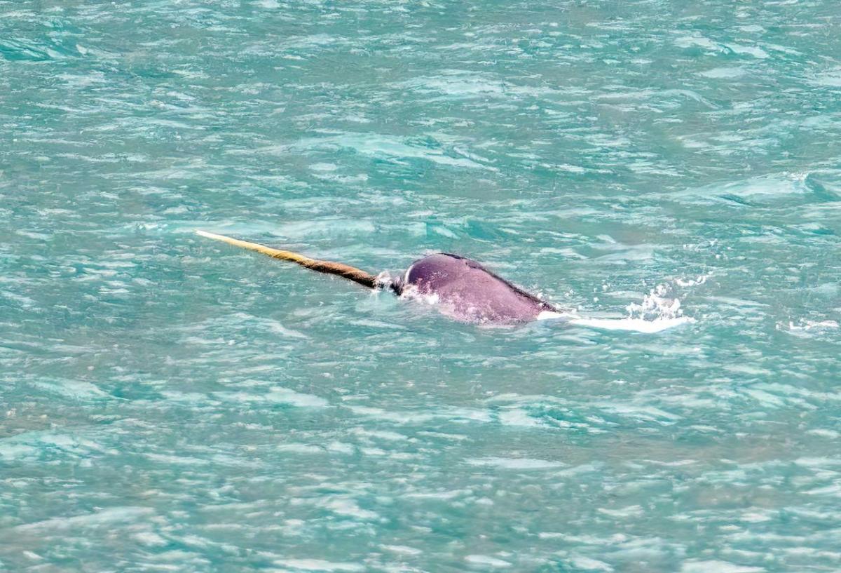 Narval ou licorne de mer : caractéristiques, alimentation et habitat
