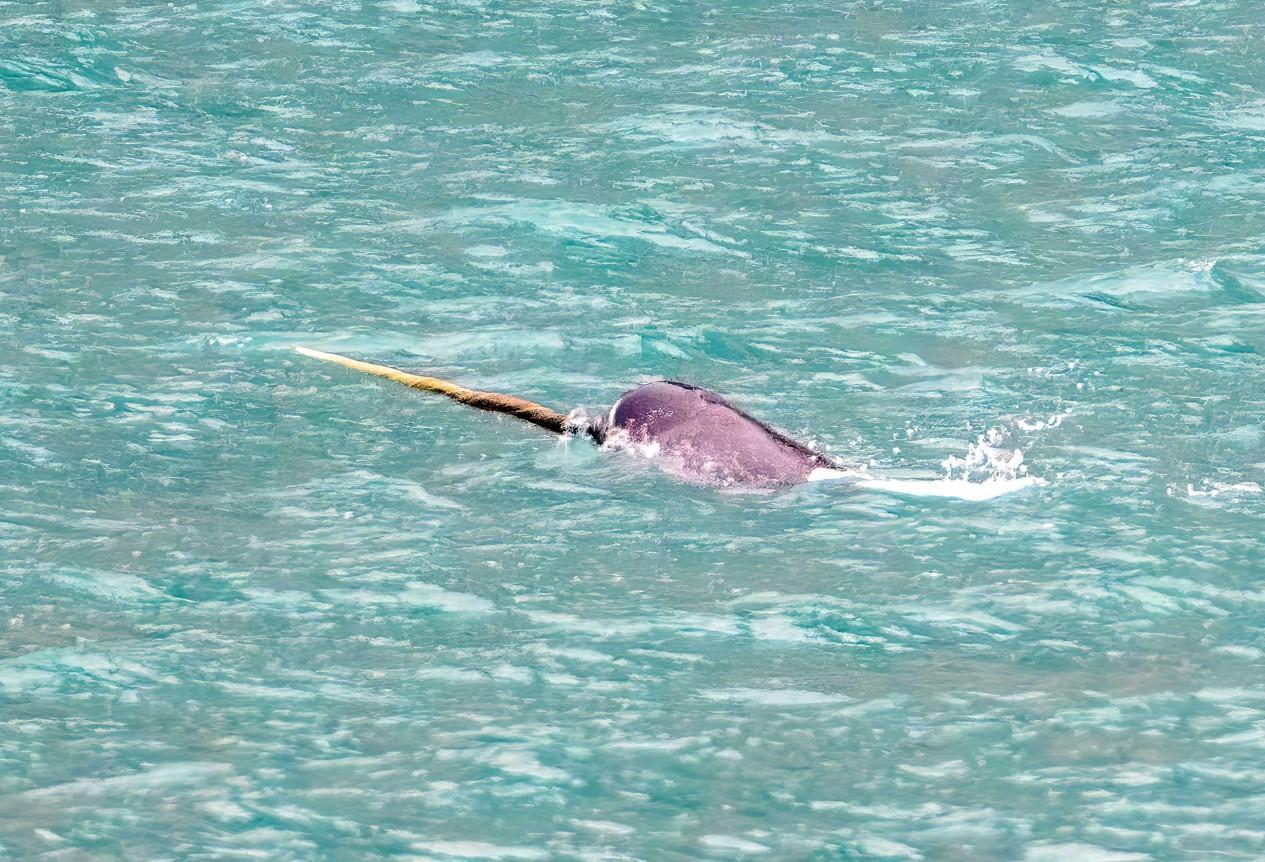 On L'appelle La Licorne Des Mers On L Appelle La Licorne Des Mers - La Galerie
