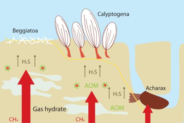 Chimiosynthèse : définition, phases et différence avec photosynthèse - Qu'est-ce que la photosynthèse - Définition