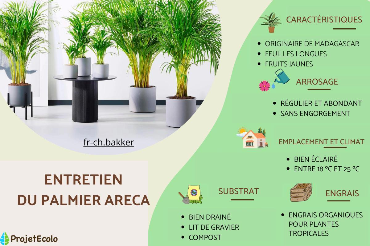 Palmier Areca : entretien