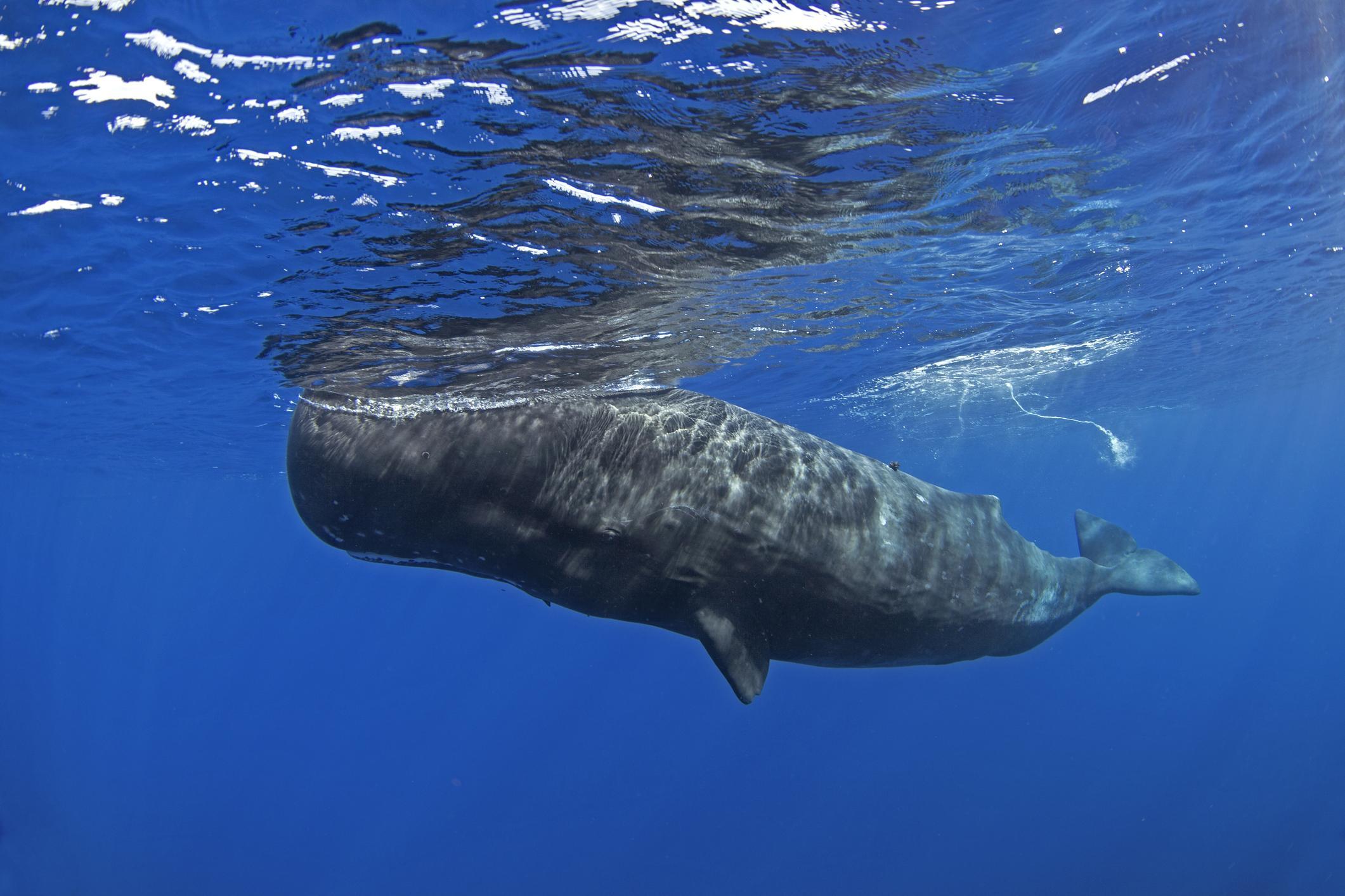 Vomi de baleine ou ambre gris Qu