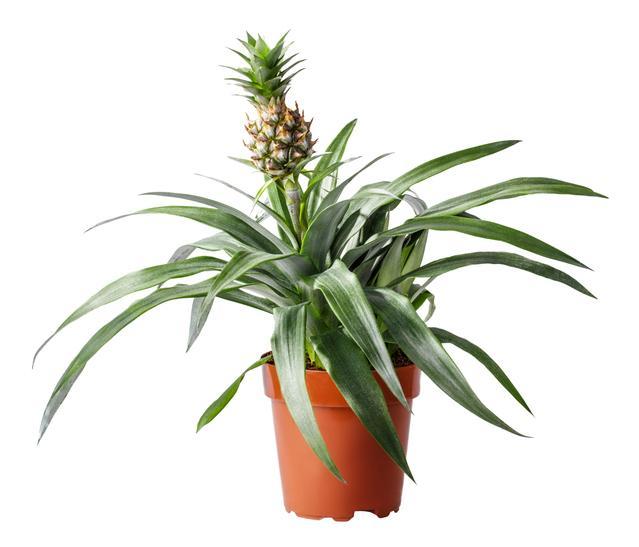 Comment PLANTER un ANANAS Guide de JARDINAGE — free download