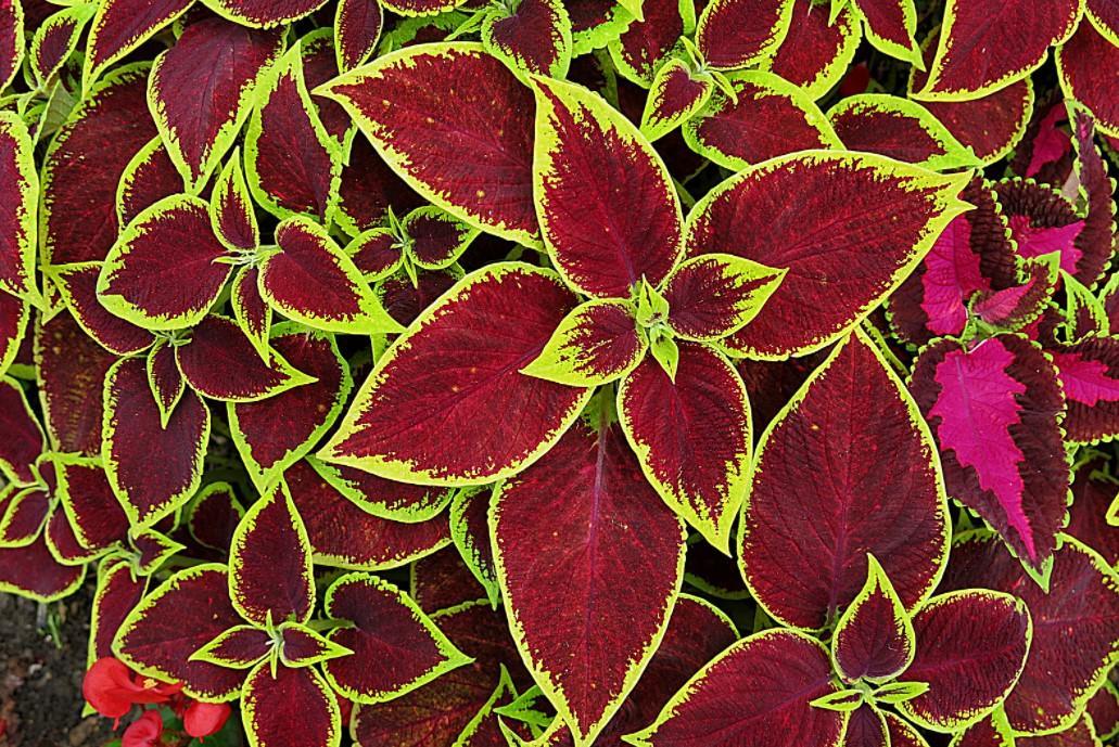 Entretien du coléus Guide de JARDINAGE