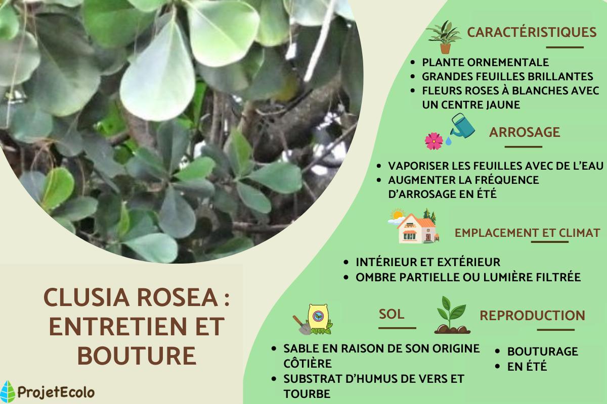 Clusia rosea : entretien et bouture