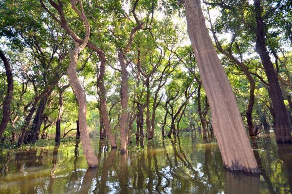 Forêts alluviales : définition, caractéristiques, types et exemples - Caractéristiques et définition d'une forêt alluviale