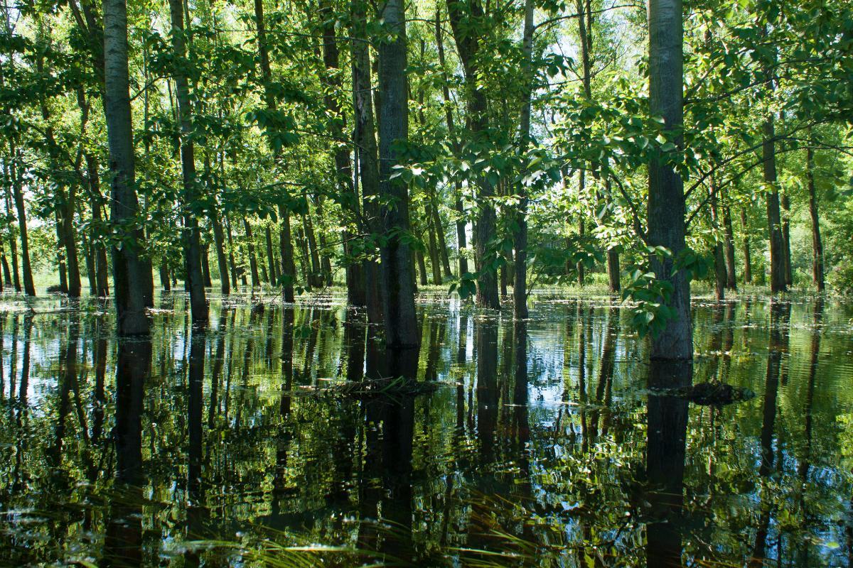 Forêts alluviales : définition, caractéristiques, types et exemples