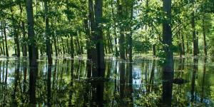 Forêts alluviales : définition, caractéristiques, types et exemples