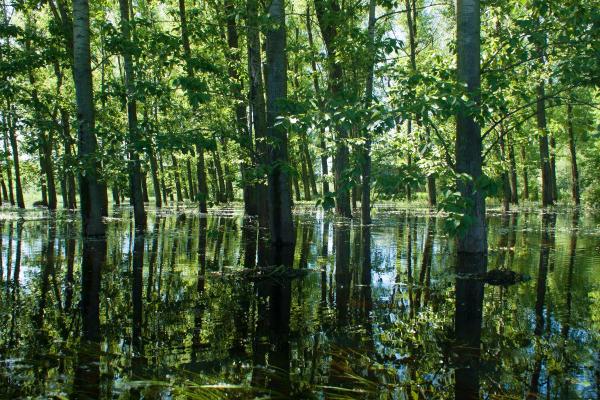 Forêts alluviales : définition, caractéristiques, types et exemples