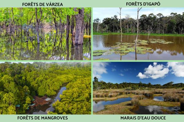 Forêts alluviales : définition, caractéristiques, types et exemples - Types de forêts alluviales