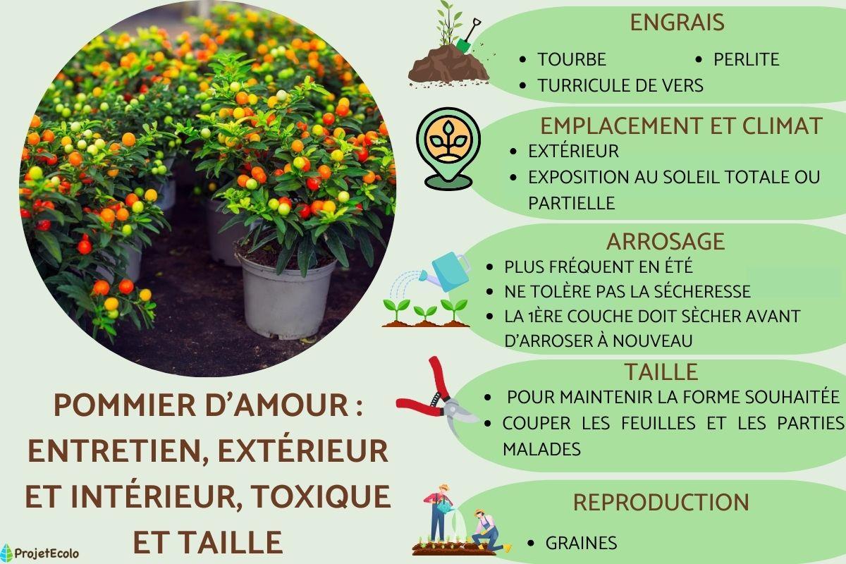 Pommier d'amour : entretien, extérieur et intérieur, toxique et taille