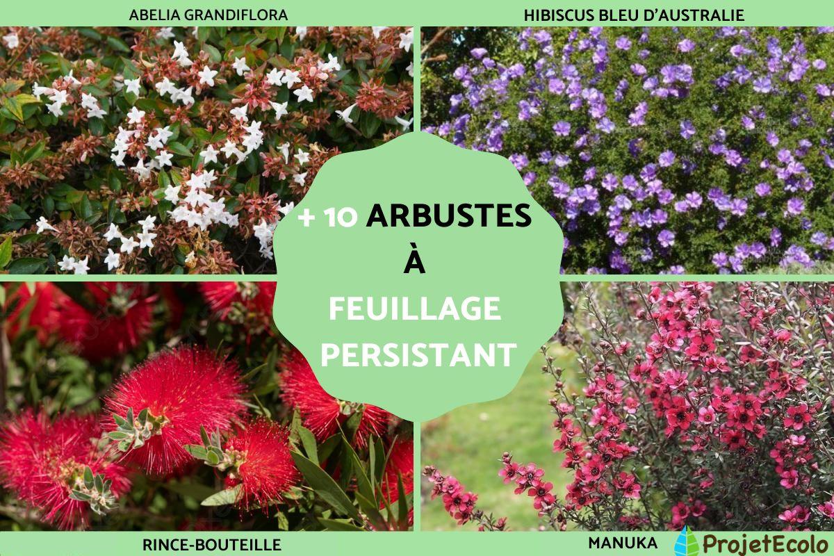 Arbustes à feuillage persistant