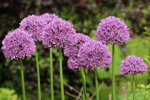 Fleurs du mois de juin - Allium spp.