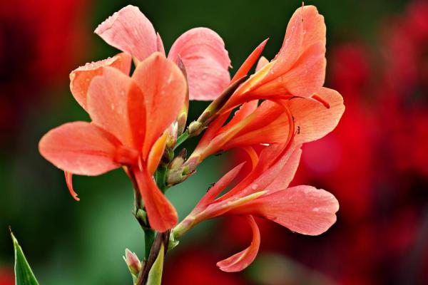Fleurs du mois de juin - Canna ou Conflore à La Réunion (Canna indica)