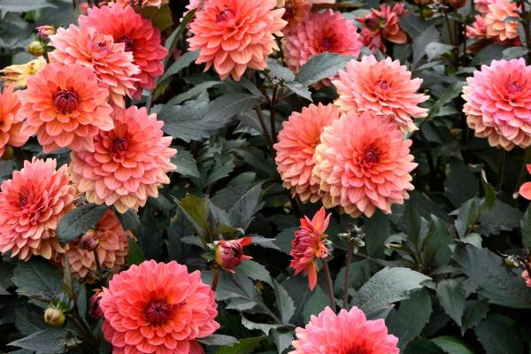 Fleurs du mois de juin - Dahlias (Dahlia spp.)