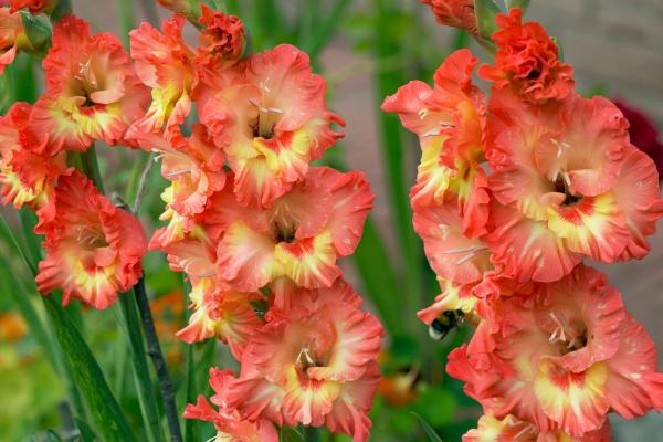 Fleurs du mois de juin - Glaïeul (Gladiolus spp.)