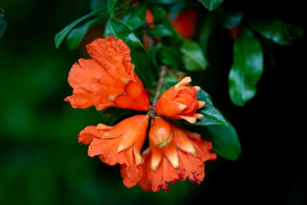 Fleurs du mois de juin - Grenade (Punica granatum)