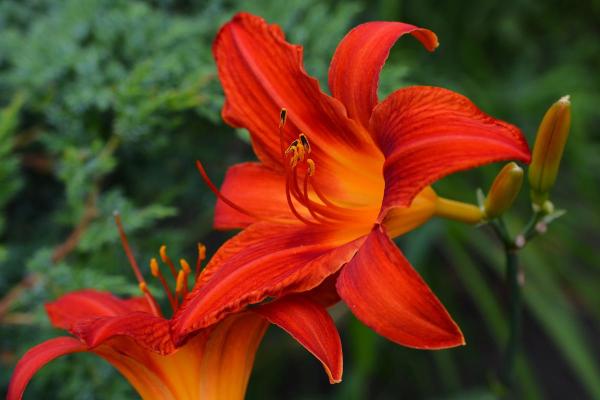 Fleurs du mois de juin - Hémérocalles ou lys d'un jour (Hemerocallis spp.)