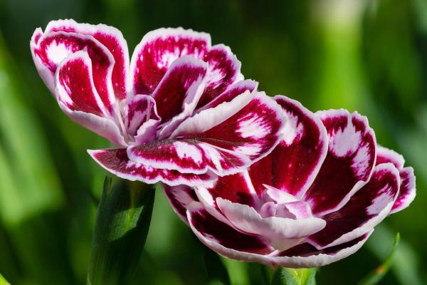 Fleurs du mois de juin - Œillet (Dianthus caryophyllus)