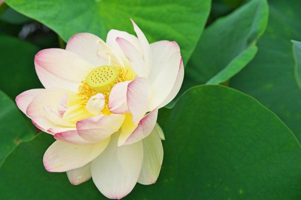 Fleurs du mois de juin - Lotus (Nelumbo spp.)