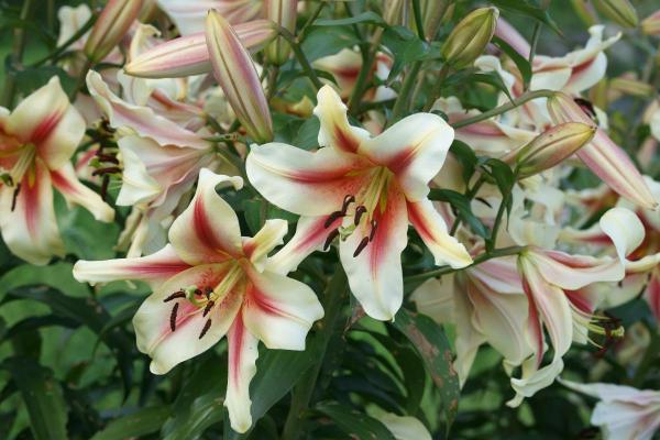 Fleurs du mois de juin - Lys (Lilium spp.)