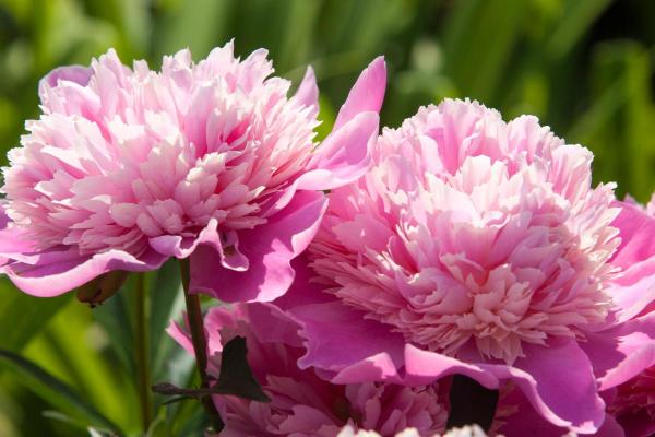 Fleurs du mois de juin - Pivoines (Paeonia spp.)