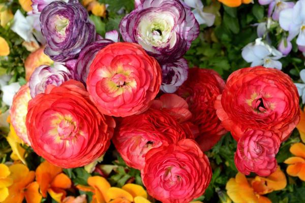 Fleurs du mois de juin - Renoncule ou bouton d'or (Ranunculus spp.)