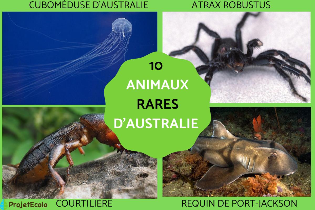 10 animaux rares d’Australie