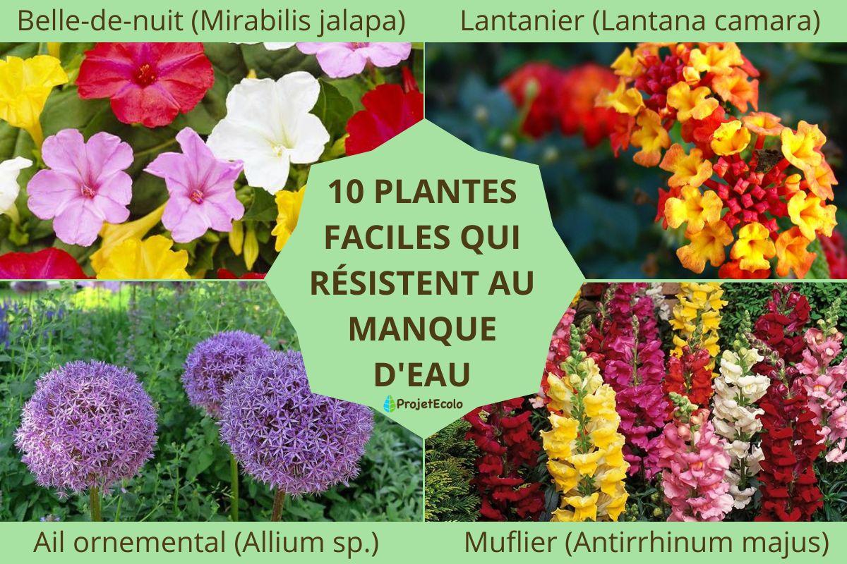 10 plantes faciles qui résistent au manque d'eau