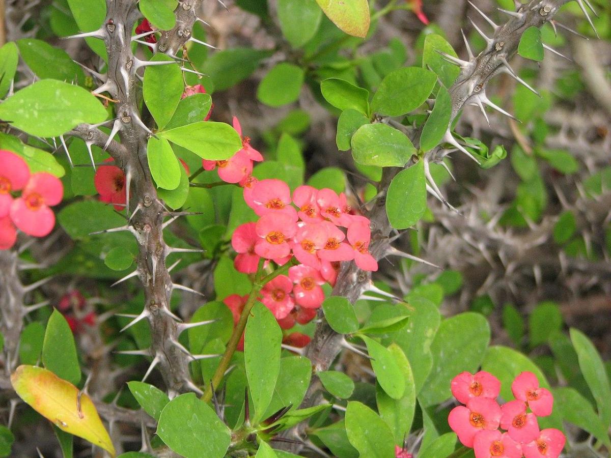 Plantes épineuses - Espèces et caractéristiques