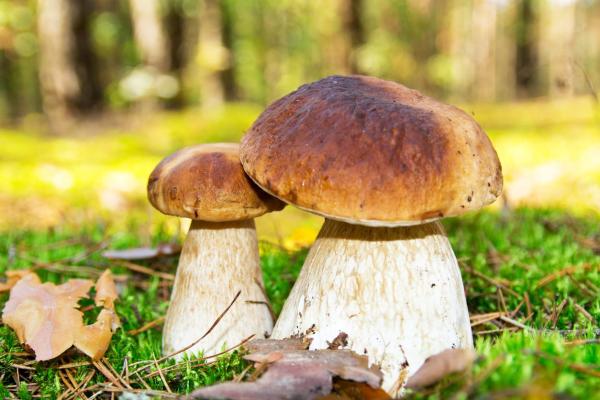 Quels sont les champignons comestibles ? - Porcini