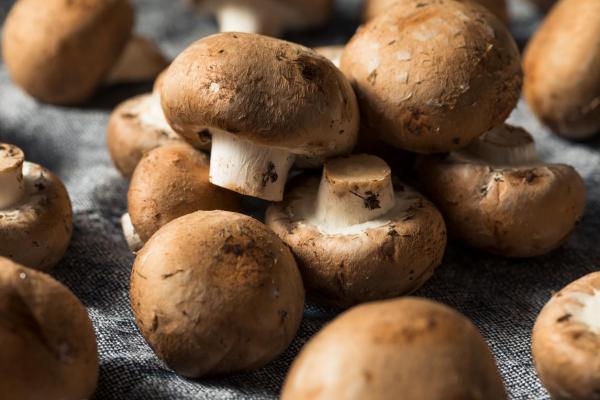 Quels sont les champignons comestibles ? - Portobello