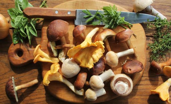 Quels sont les champignons comestibles ?