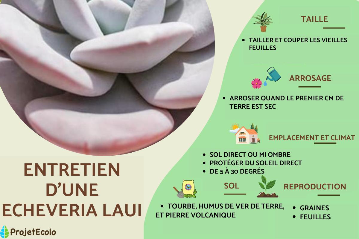 Echeveria laui : entretien et reproduction