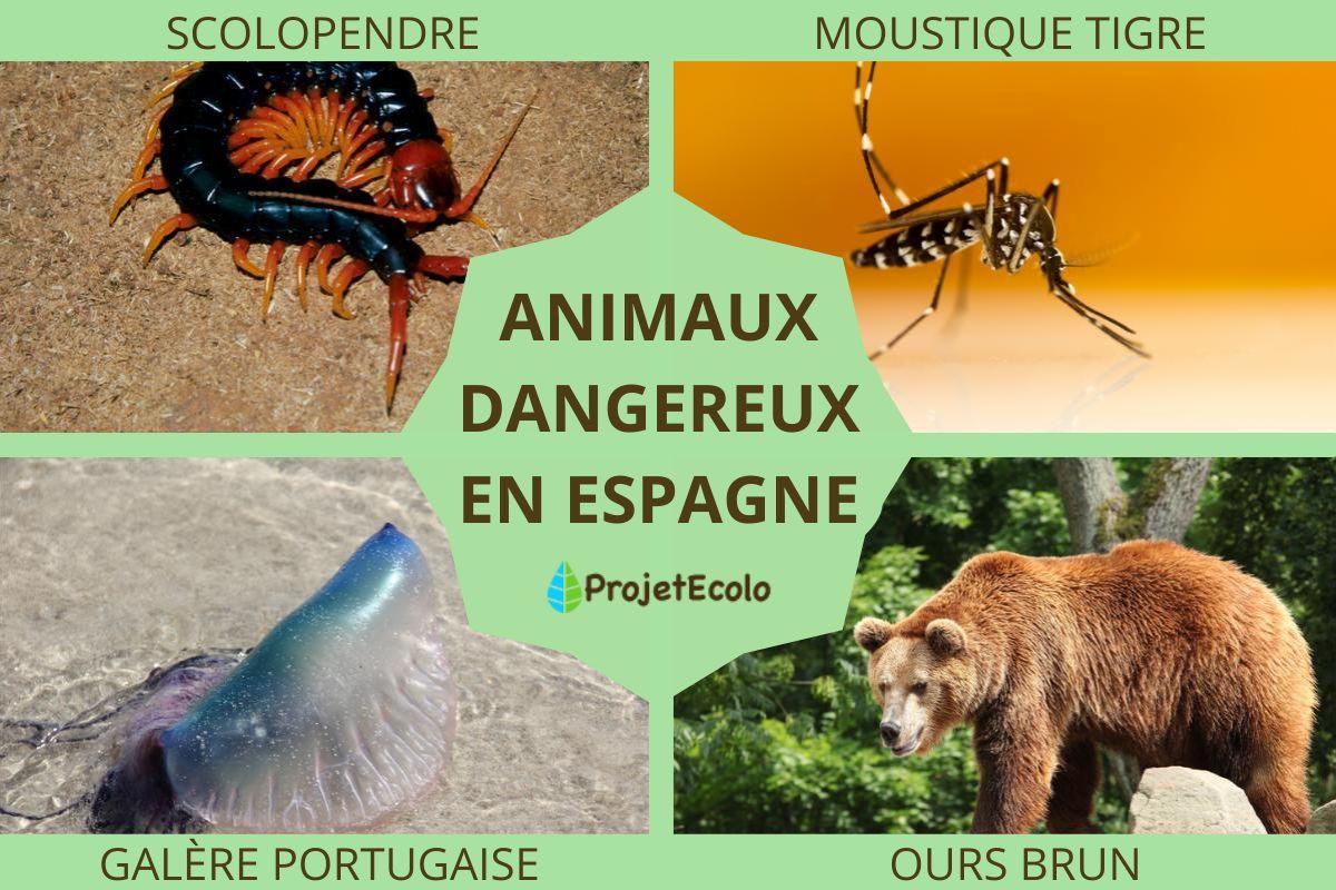 Animaux dangereux en Espagne