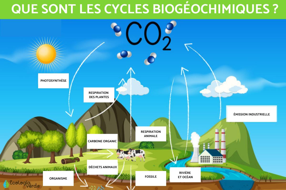 Cycle biogéochimique : définition, types et rôle